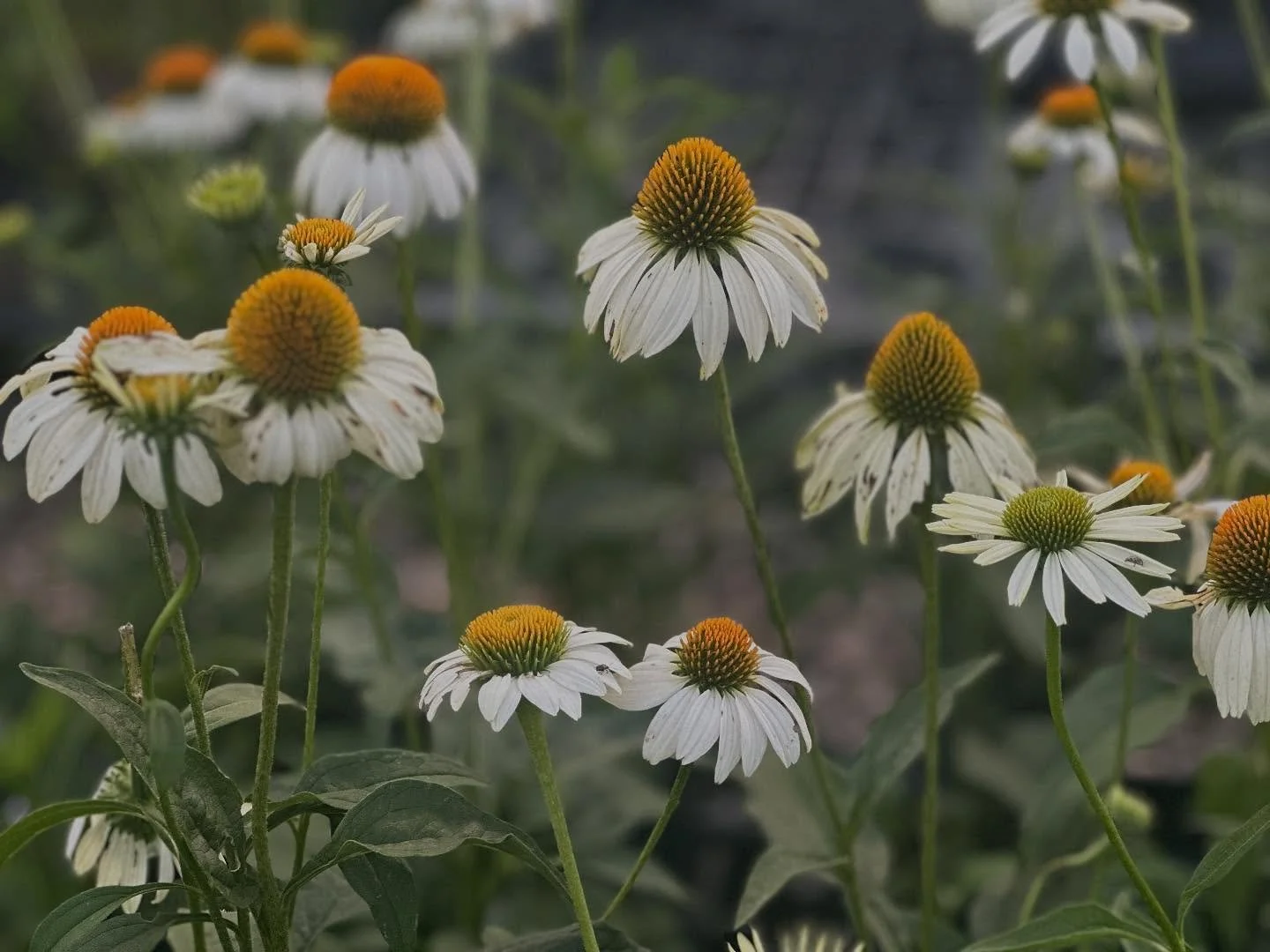 Hey friends! We will be back at the fabulous @cobblestonefarmersmarket tomorrow morning, Saturday 9/13 from 8:30am-12pm! Come shop plants and all sorts of tasty and gorgeous local goods :) 🌱🌱🌱🌱🌱🌱

#shopsmall #cobblestonefarmersmarket #perrennia