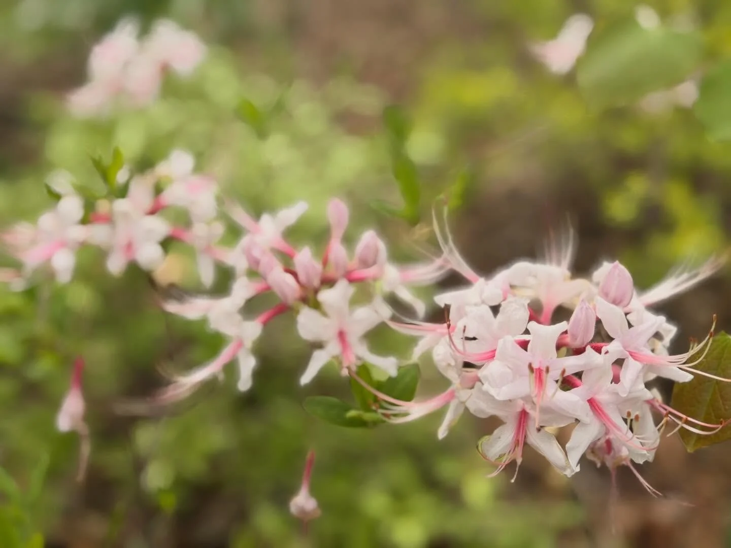 Spring blooms around the farm 🥹💐

#nativeplantsofnorthamerica #azalea #grow #spring #northcarolina
