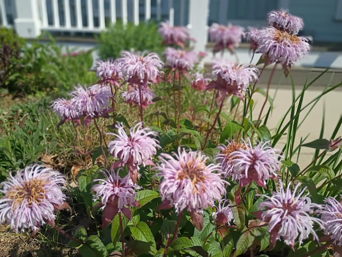 Two years in and thriving 🌿 This native meadow planting at Brookberry Farm just keeps getting better. A whimsical mix of perennials and a stone patio bring that effortless cottage garden feel to life&mdash;proof that good things grow with time.

#na