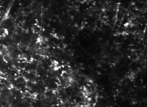 Two-photon calcium imaging of visually evoked responses in the retinal axons at awake mouse thalamus
