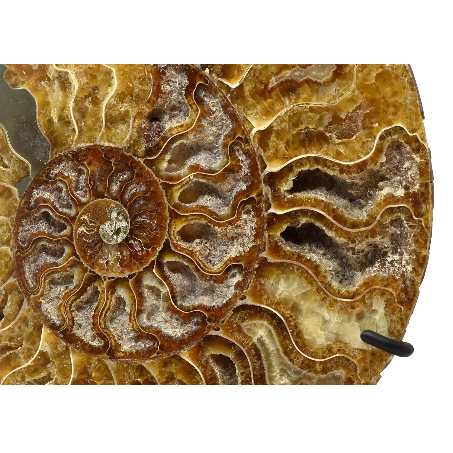 split-ammonite-fossil-morgan-oaks-oakes-1i copy.JPG