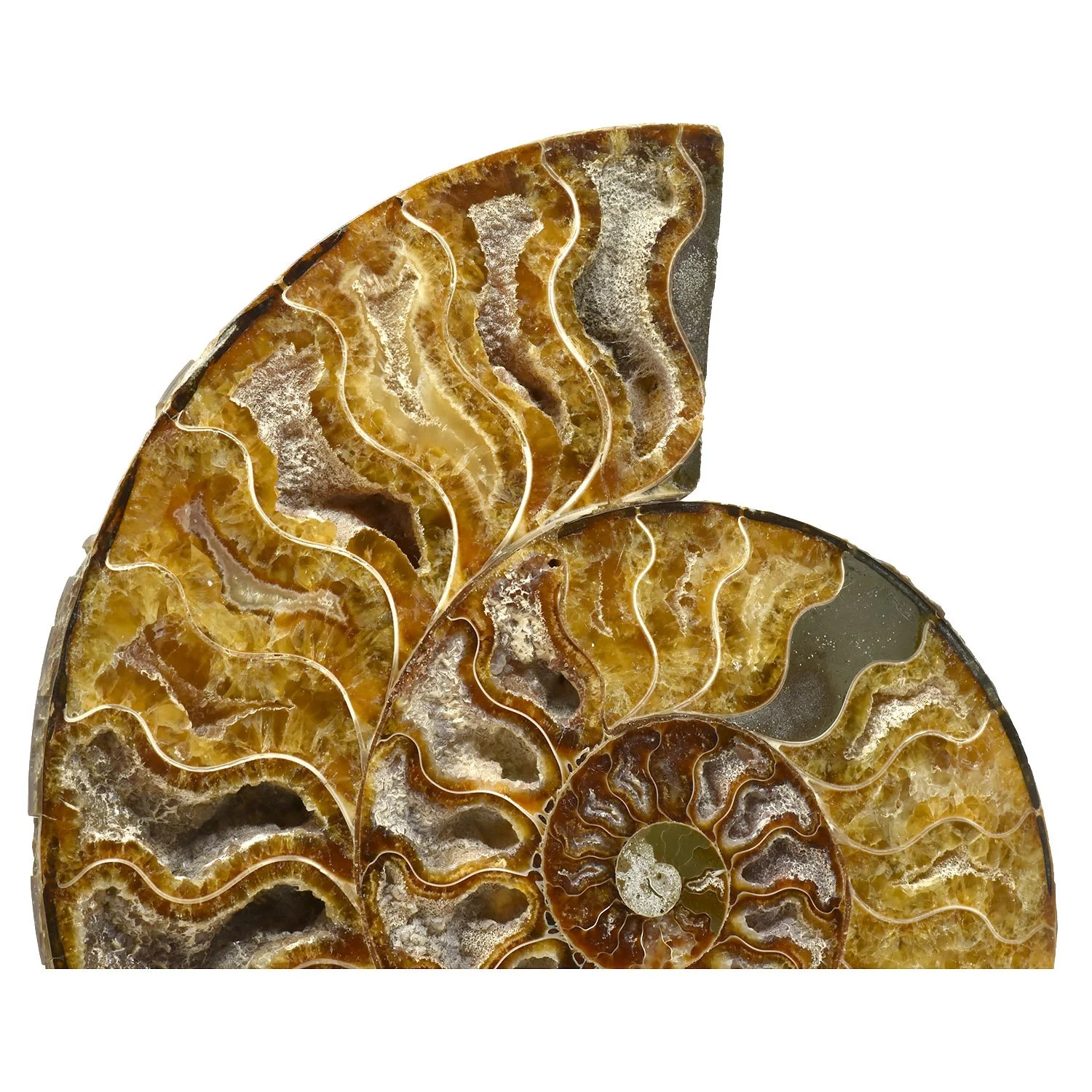 split-ammonite-fossil-morgan-oaks-oakes-1h copy.JPG