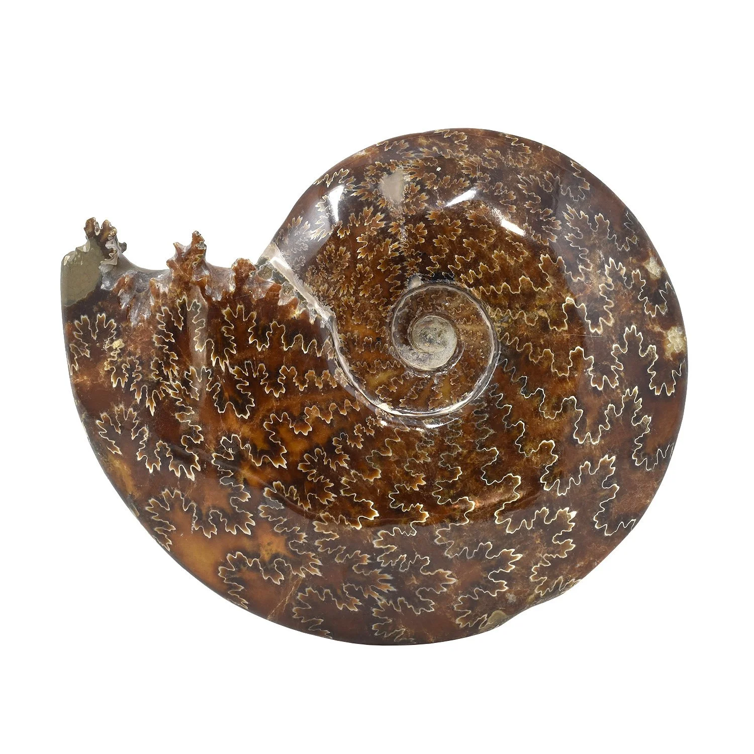 Large-Ammonite-Morgan-Oakes-2.jpg
