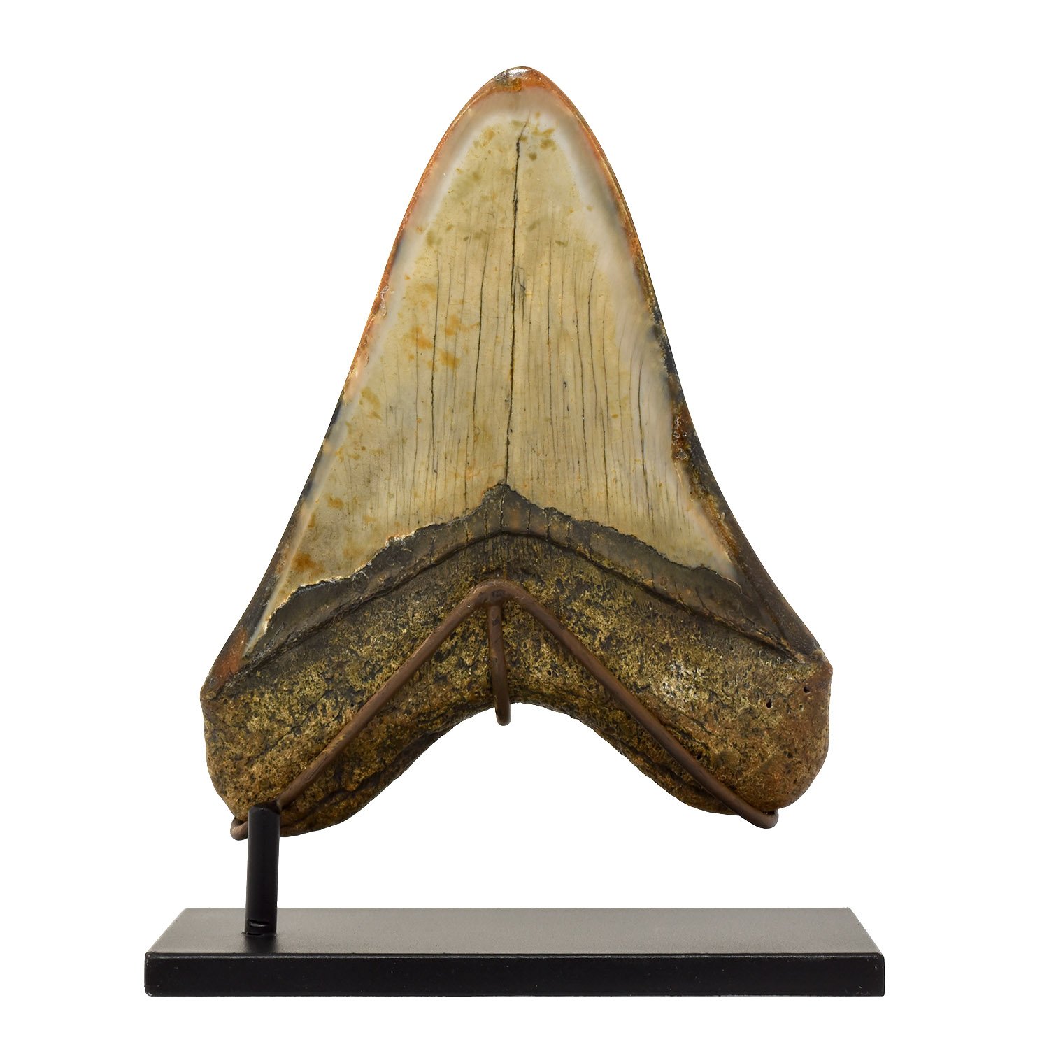 Megaladon-Tooth-Morgan-Oakes-Gallery-San-Francisco-9d.jpg