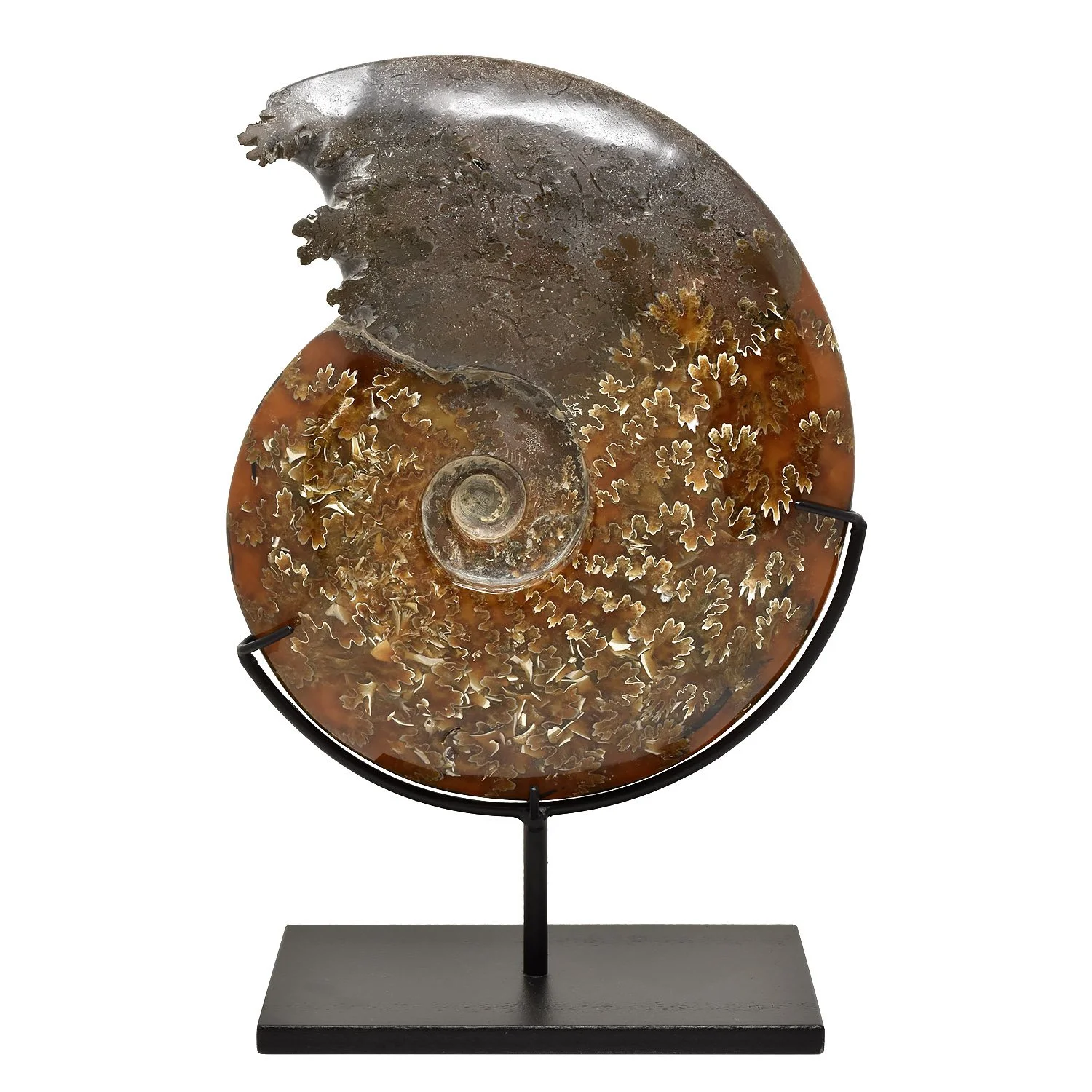Whole-Ammonite-Fossil-Morgan-Oakes-Tribal-Gallery-San-Francisco-04h copy.JPG