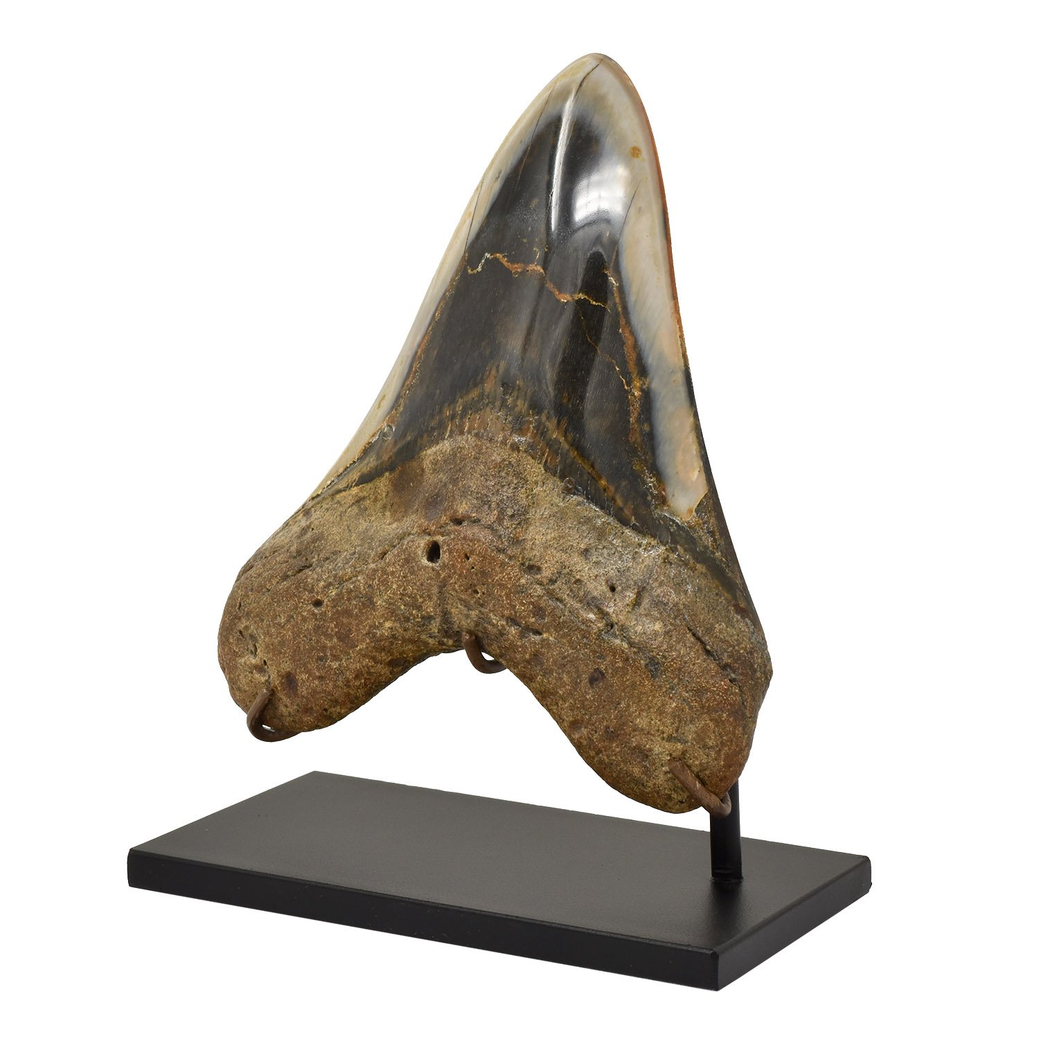 Megaladon-Tooth-Morgan-Oakes-Gallery-San-Francisco-9b.jpg