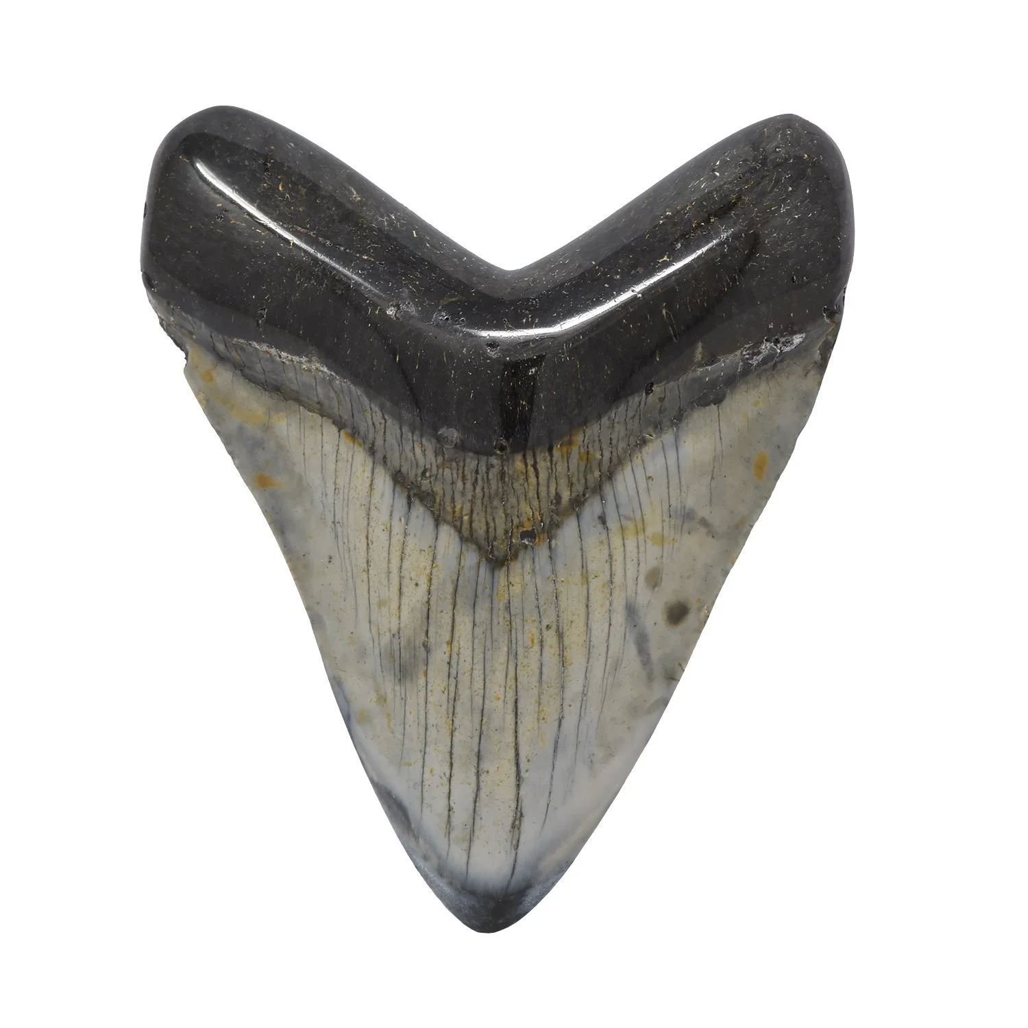Polished Megalodon Tooth #H7V