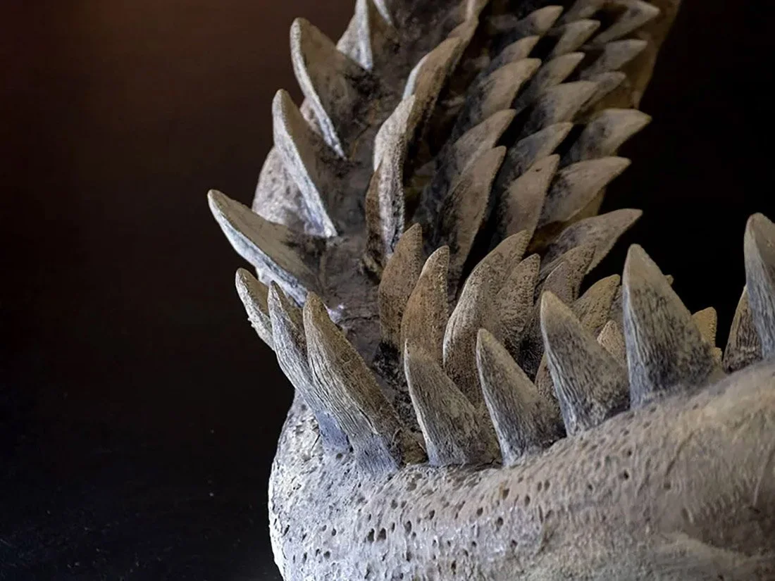 Close-up-megalodon-teeth-on-a-black-background copy.JPG