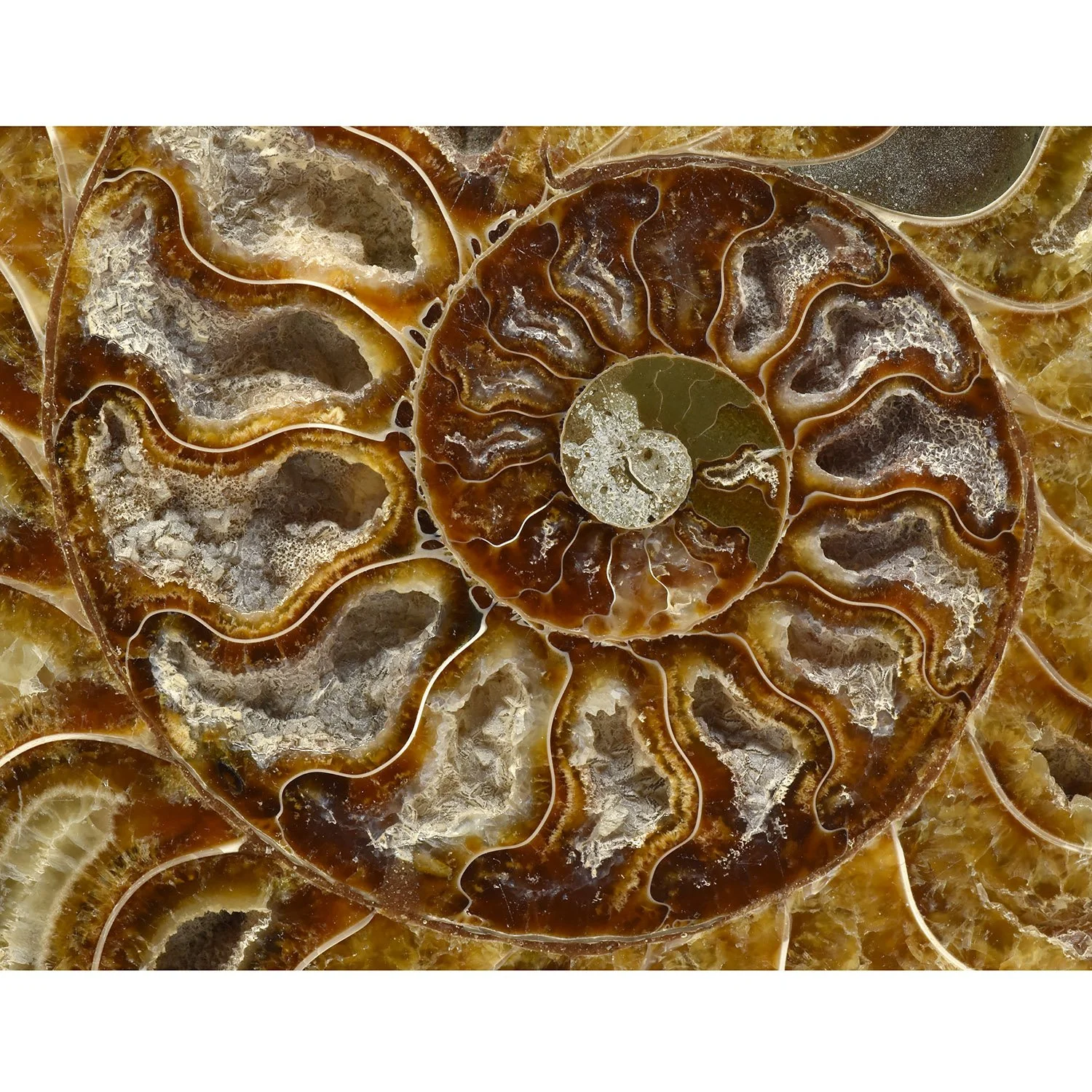 split-ammonite-fossil-morgan-oaks-oakes-1j copy.JPG