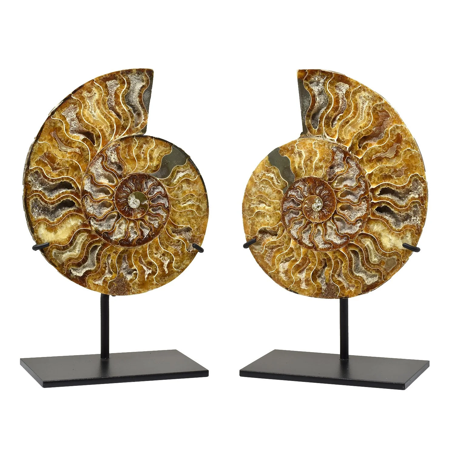 split-ammonite-fossil-morgan-oaks-oakes-1g copy.JPG