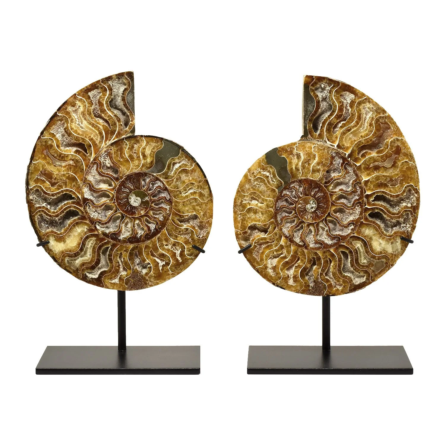Split-Ammonite-Fossil-Morgan-Oakes-Tribal-Gallery-San-Francisco-01f.JPG