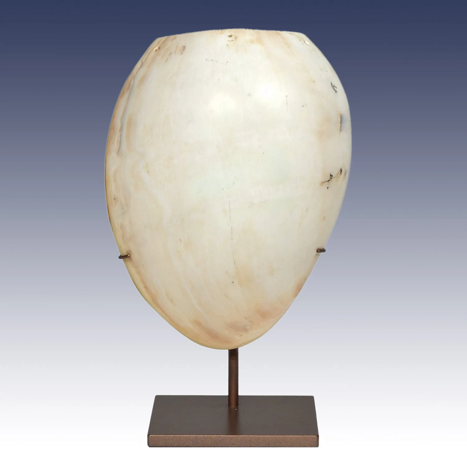 Bailer Shell Pectoral, Papua New Guinea #HSW