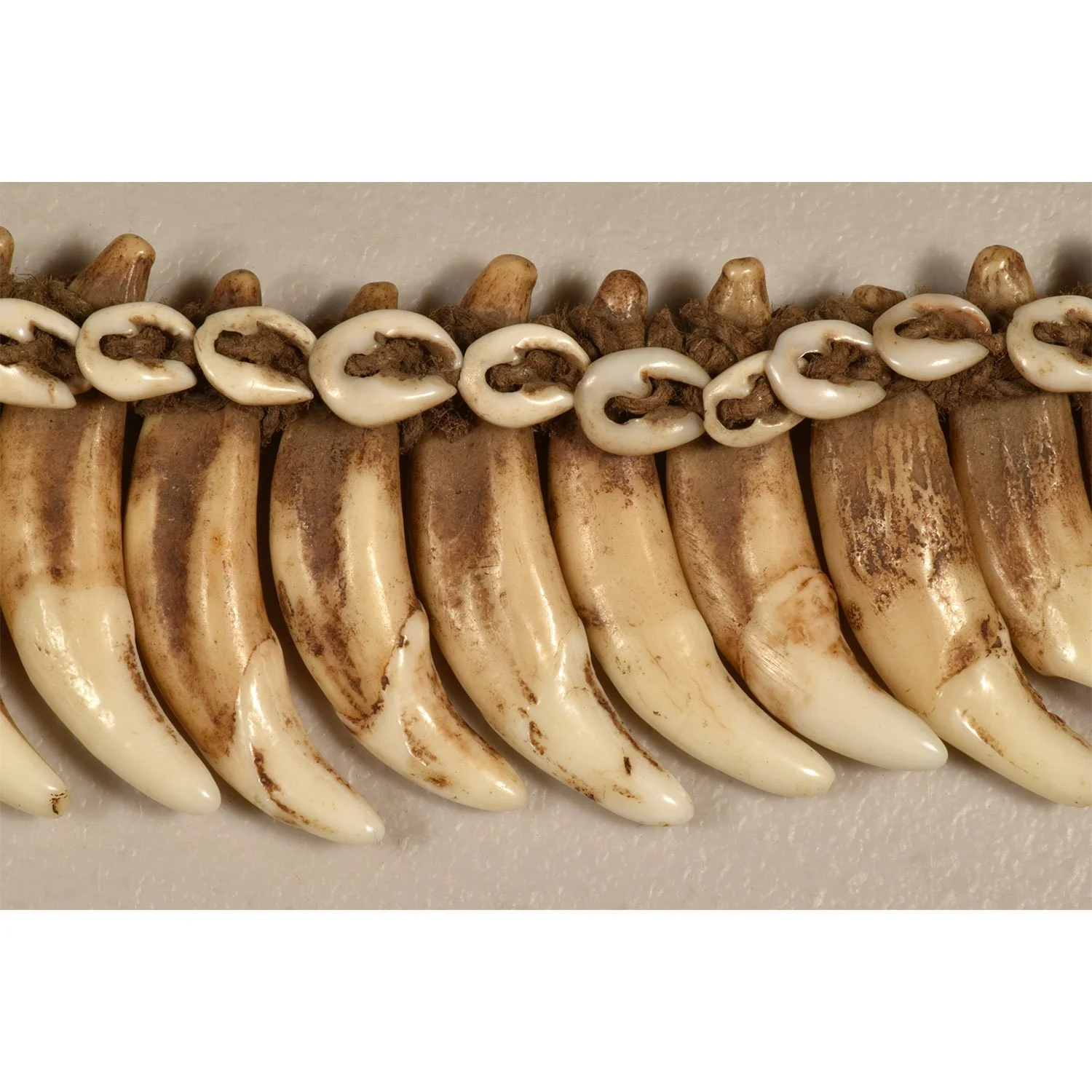 Dog-Tooth-Necklace-PNG-Morgan-Oaks-Oakes-2c.jpg