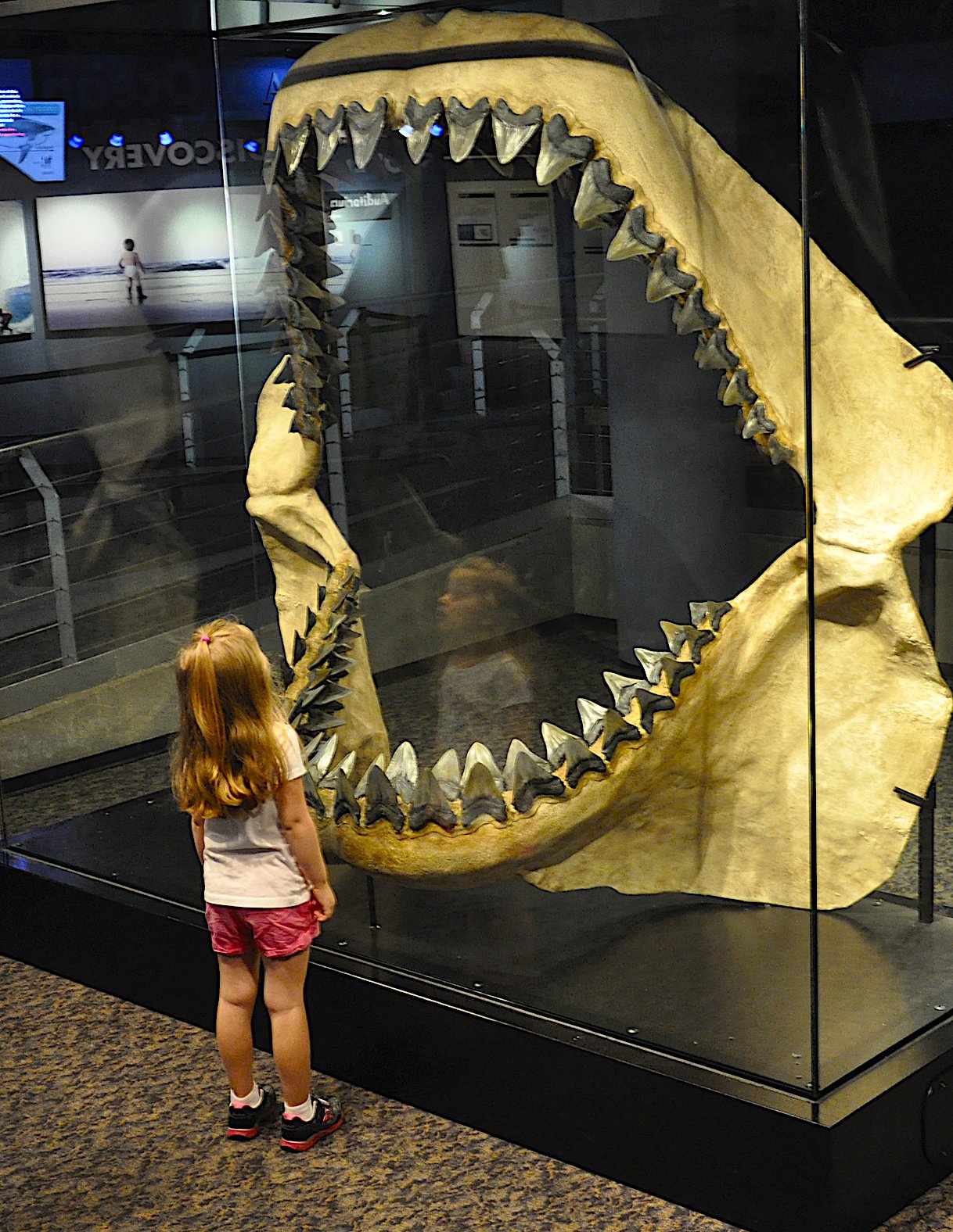 HLS-MegJaws_girl-NC-Aquariums-at-Fort-Fisher.jpg