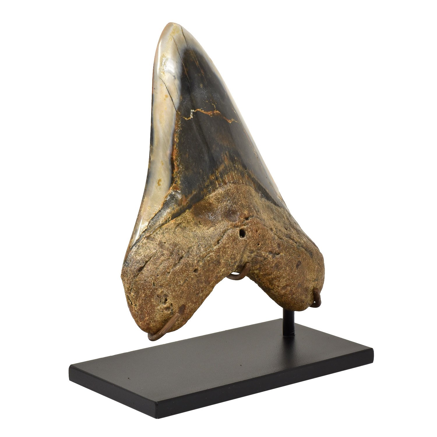 Megaladon-Tooth-Morgan-Oakes-Gallery-San-Francisco-9c.jpg