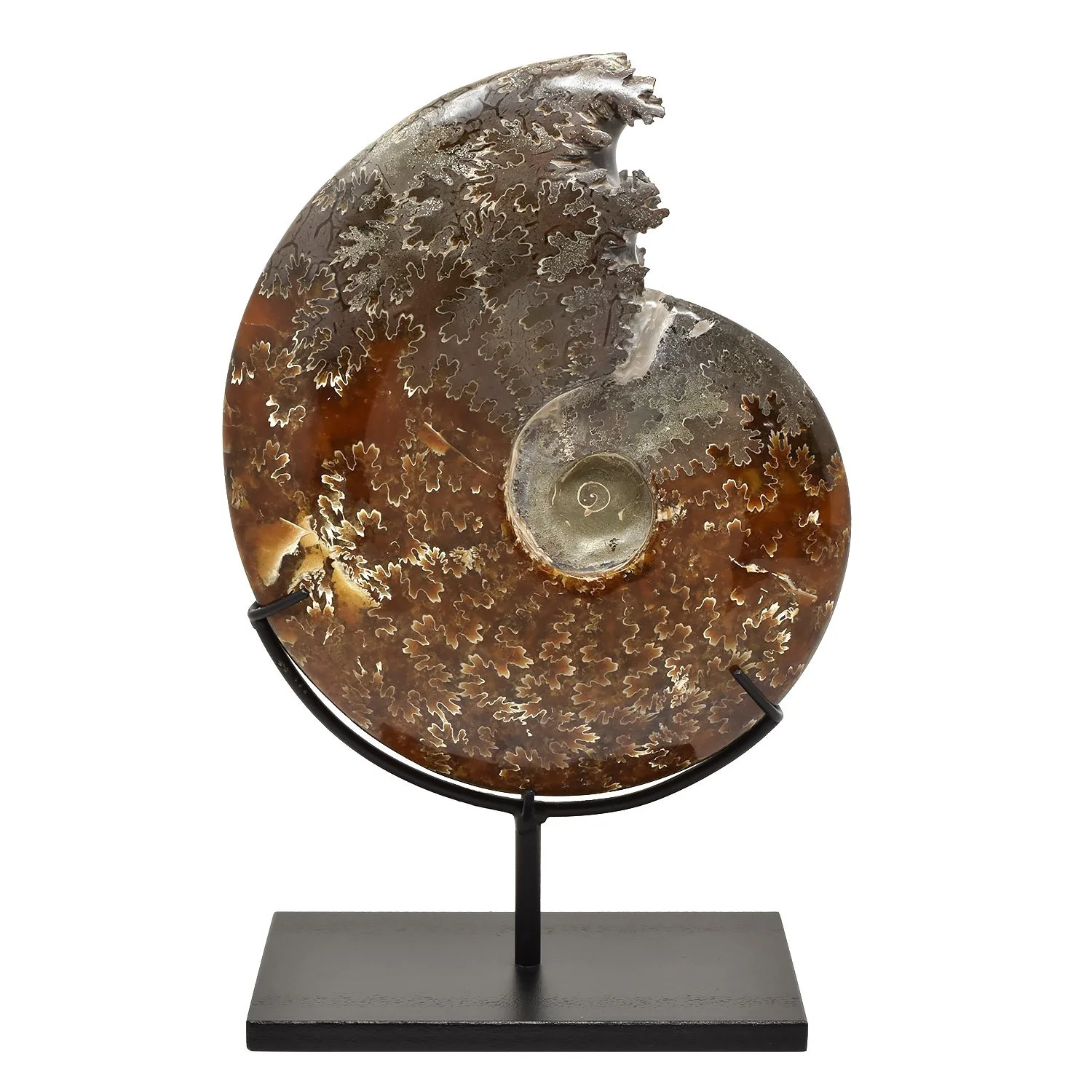 Whole-Ammonite-Fossil-Morgan-Oakes-Tribal-Gallery-San-Francisco-05h copy.JPG