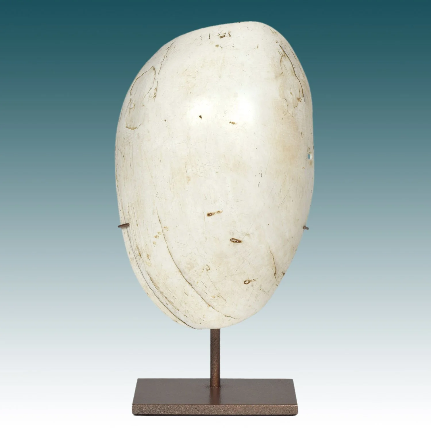 Bailer Shell Pectoral, Papua New Guinea #WVD