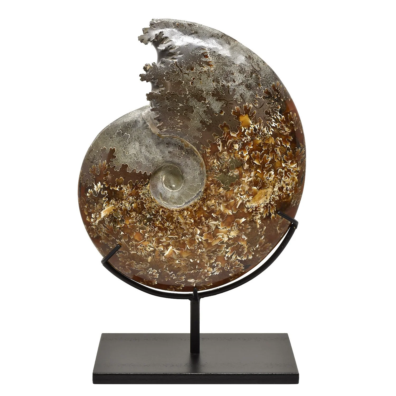 Whole-Ammonite-Fossil-Morgan-Oakes-Tribal-Gallery-San-Francisco-05g copy.JPG