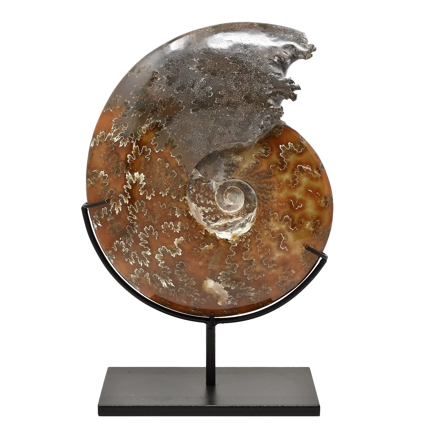 Whole-Ammonite-Fossil-Morgan-Oakes-Tribal-Gallery-San-Francisco-04ag copy.JPG