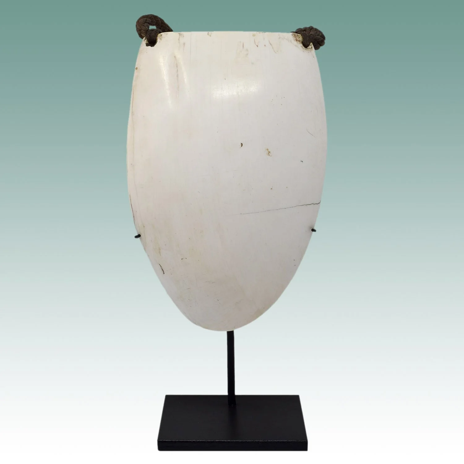 Bailer Shell Pectoral, Papua New Guinea #4RW