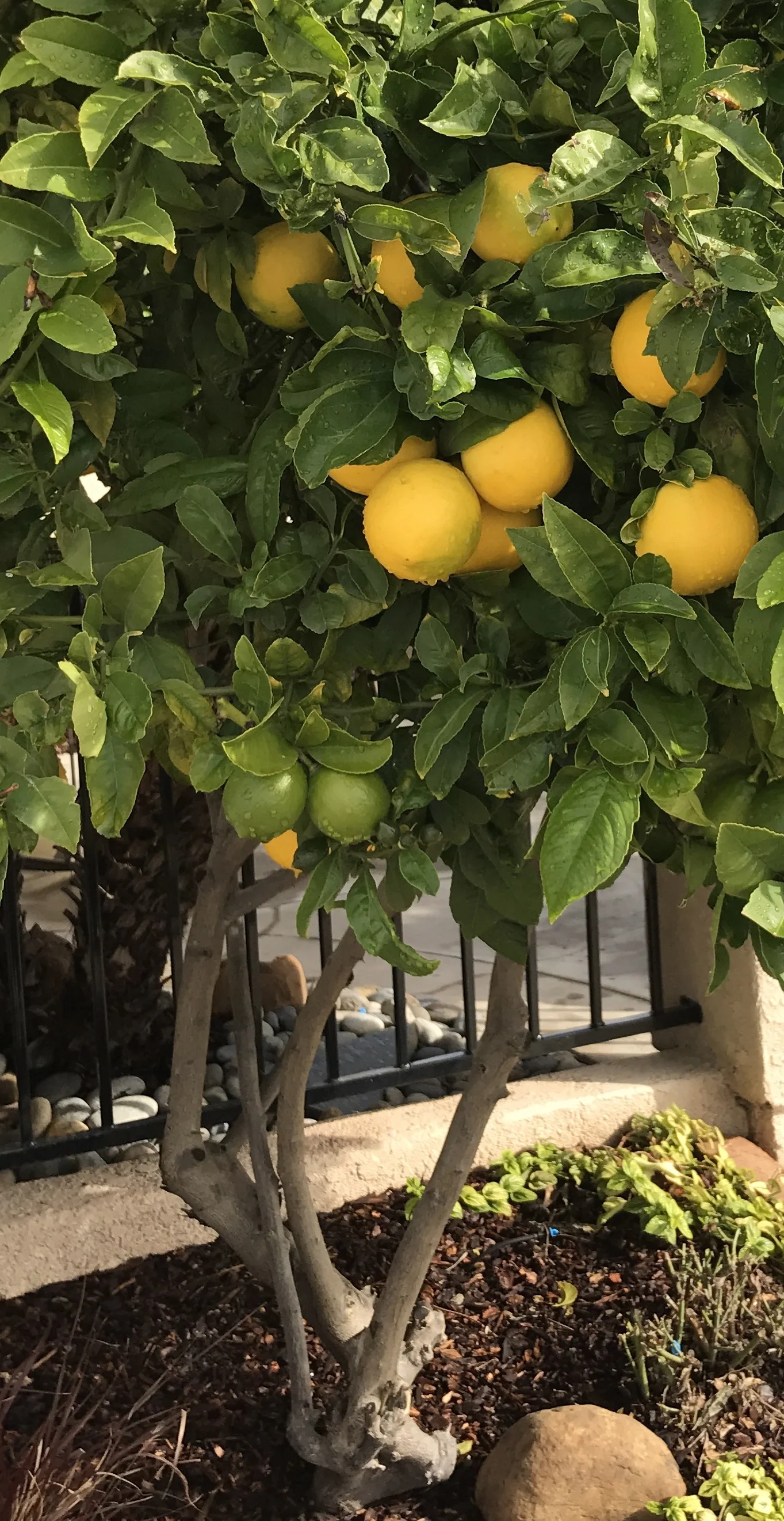 25 Ways to use a Lemon 🍋