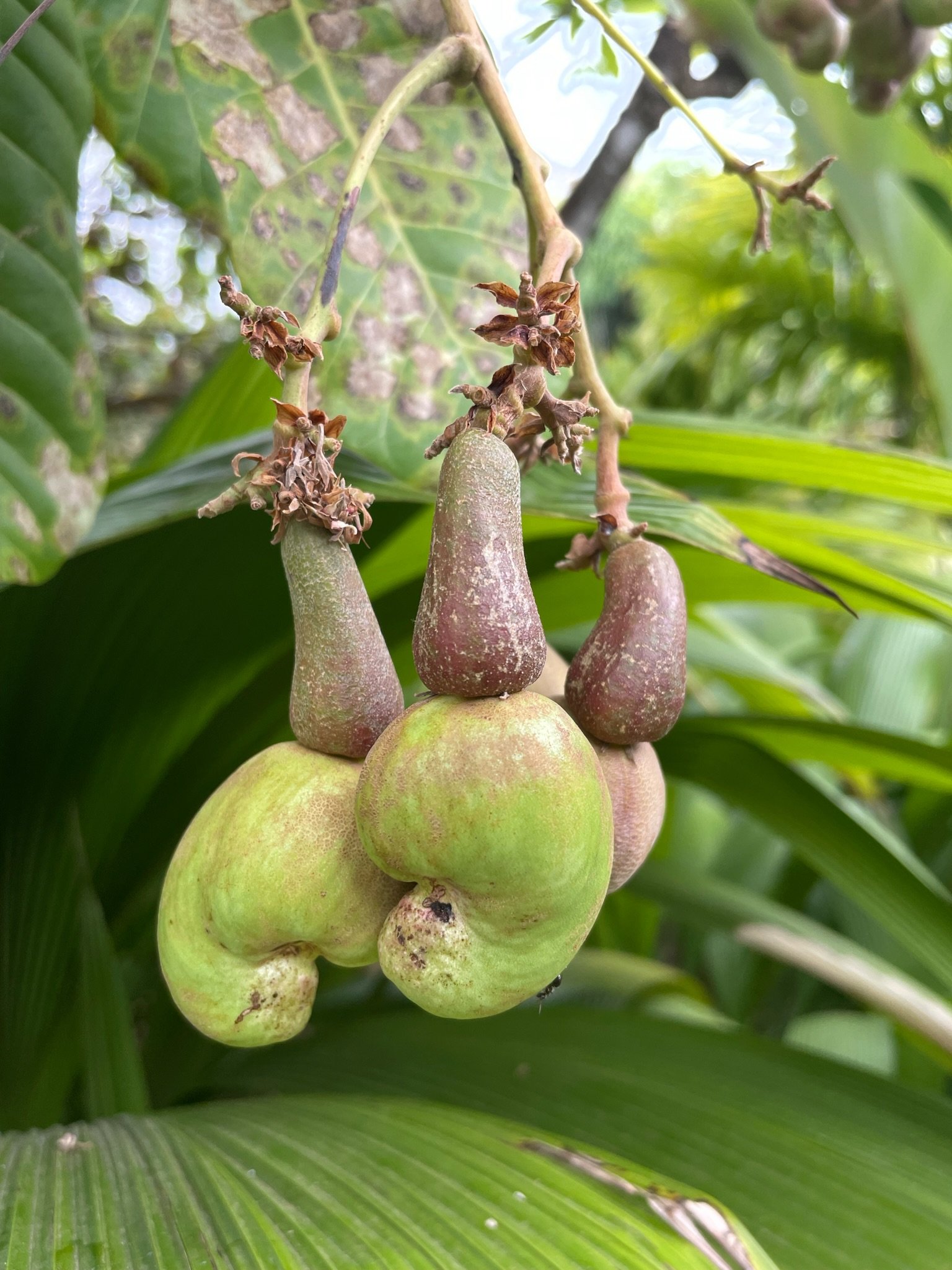 cashew fruit