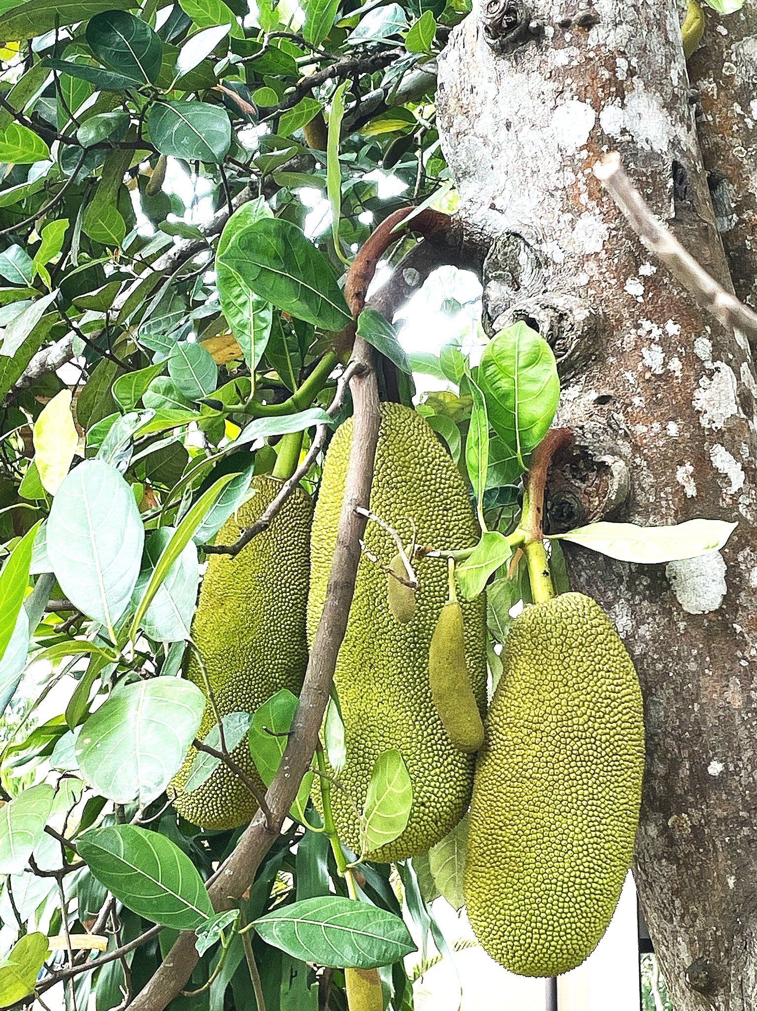 Jackfruit tree
