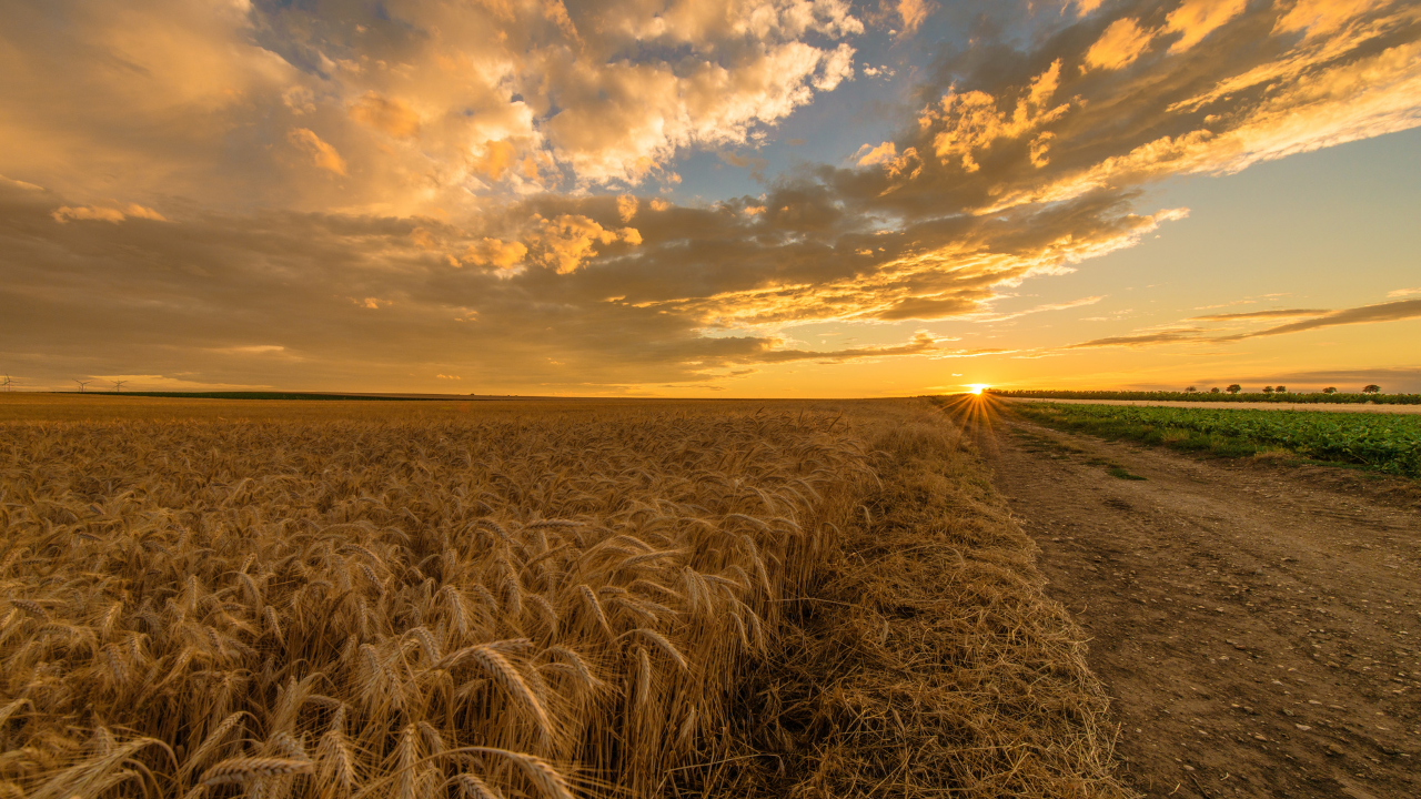 Where Did You Grow Up