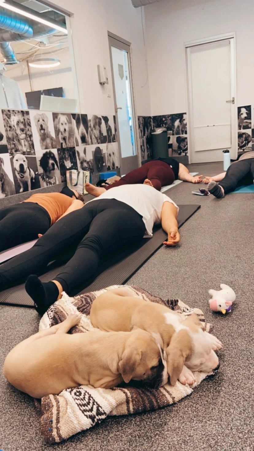 PUPPY YOGA at WAGS &amp; WALKS