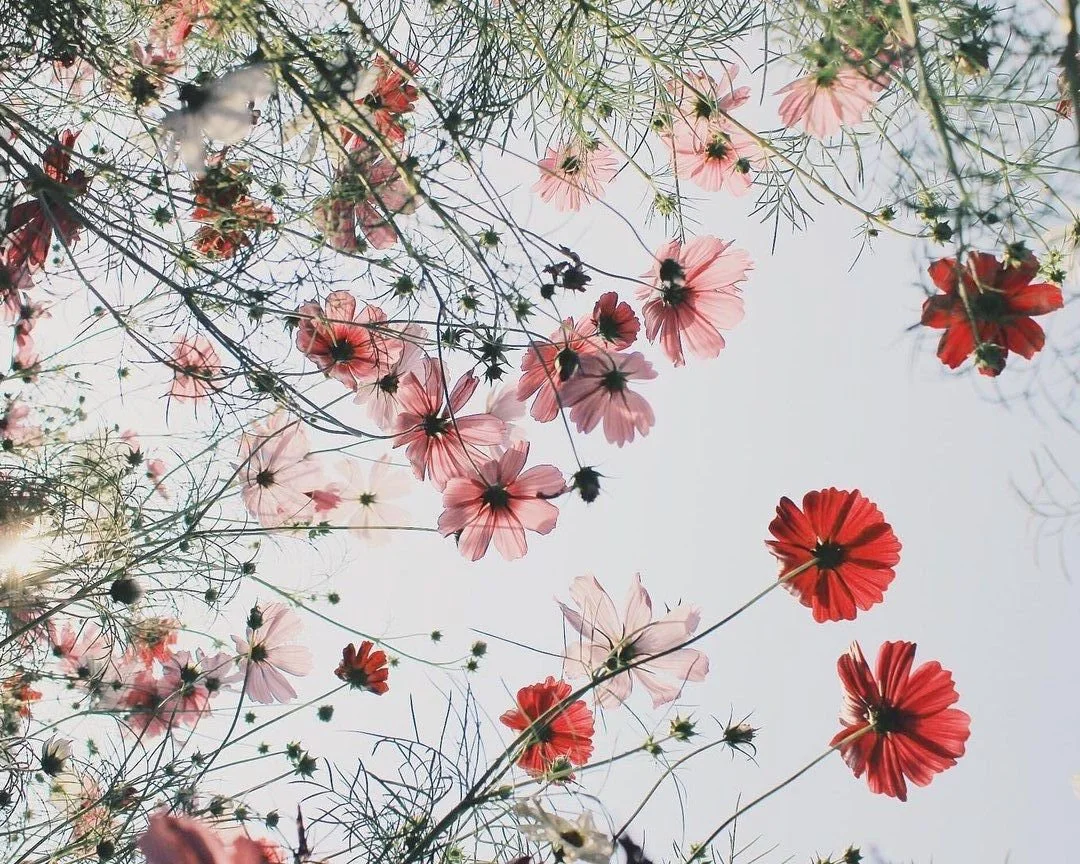 SPRING EQUINOX CELEBRATION