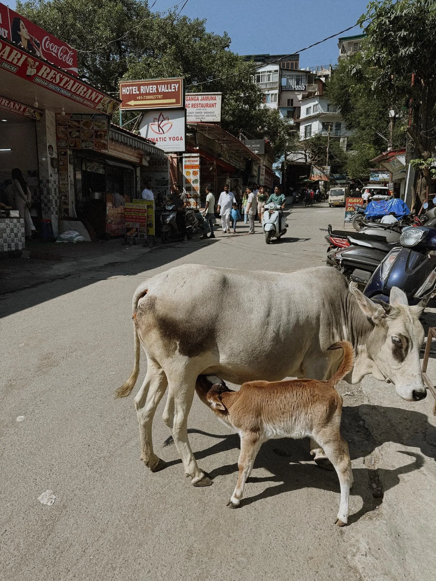 WEEK 3 ☔️🐮🪷🥞📚🌿🙏🏻🧻