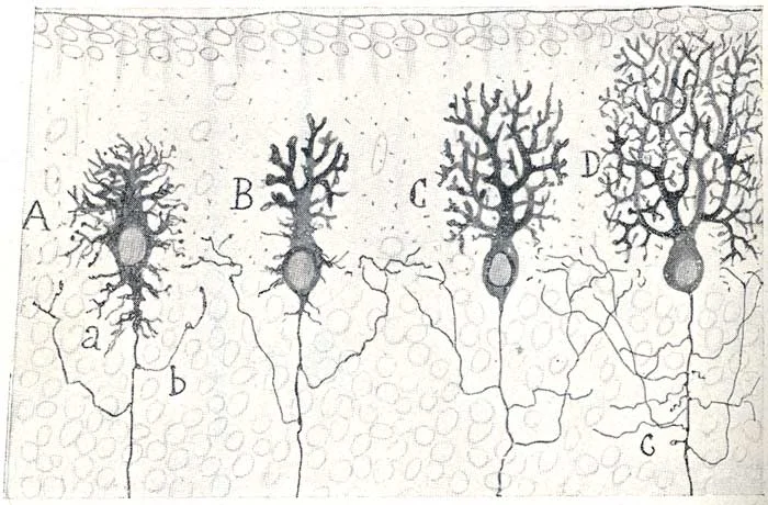 ramon-y-cajal.jpg