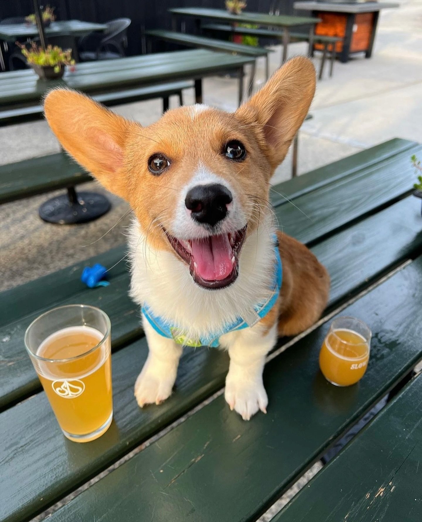 😁 All smiles for patio Saturdays! We&rsquo;ve got ice cold pup cups &amp; ice cold beers. Come on! 

🍺 Taproom &amp; Patio 12-11pm
🌀 @twistedeatstruck 12-9pm
🎶 @ryanjaybailey LIVE 6-9pm
🥂 Mimosas, wine, cider, pop-seccos w/ @friospops 
🥤 House 