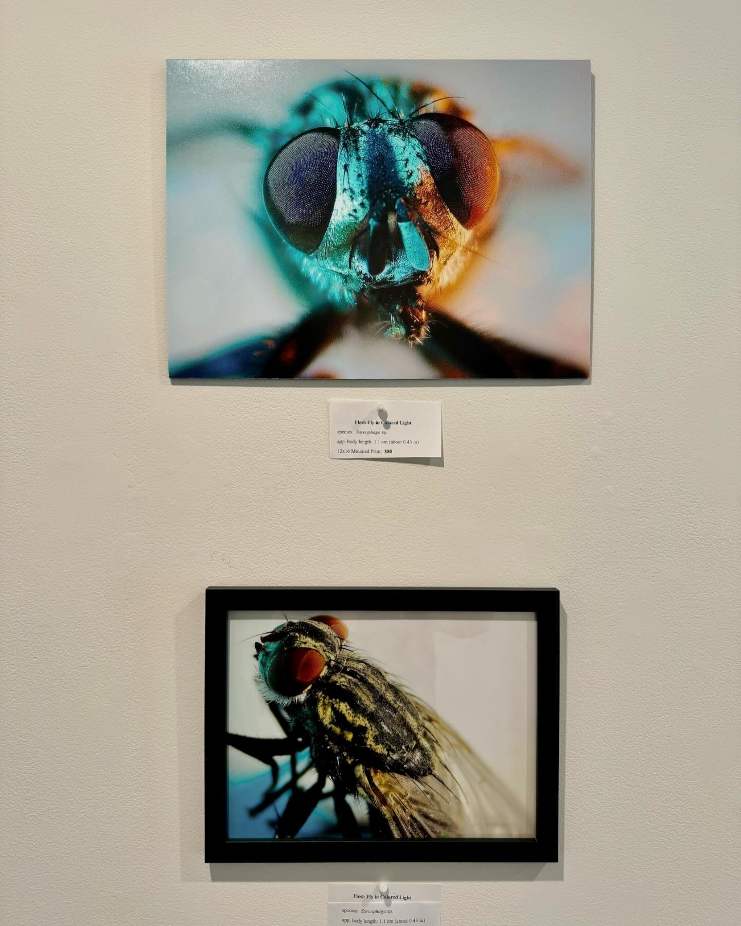 Our May gallery walls are looking pretty fly!! 🪰🐞🦟

Welcoming Artist of the Month, Patrick Allen! 
&ldquo;A Rock Hill resident, Winthrop alumnus and longtime friend of Slow Play Brewing. He showcases the detailed faces and features of these tiny c