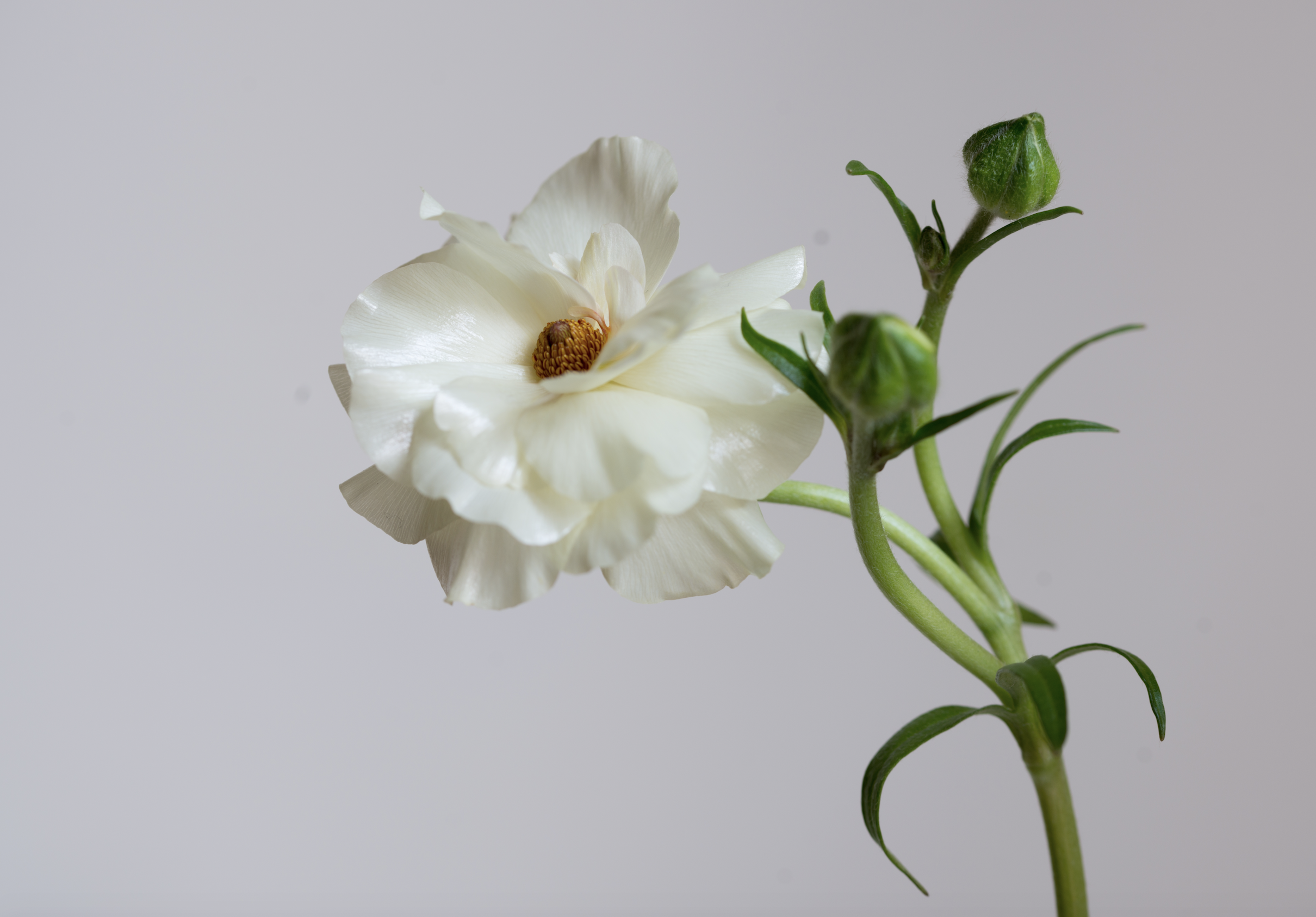 Screen Shot 2019-08-04 at 3.34.49 PM 2.png