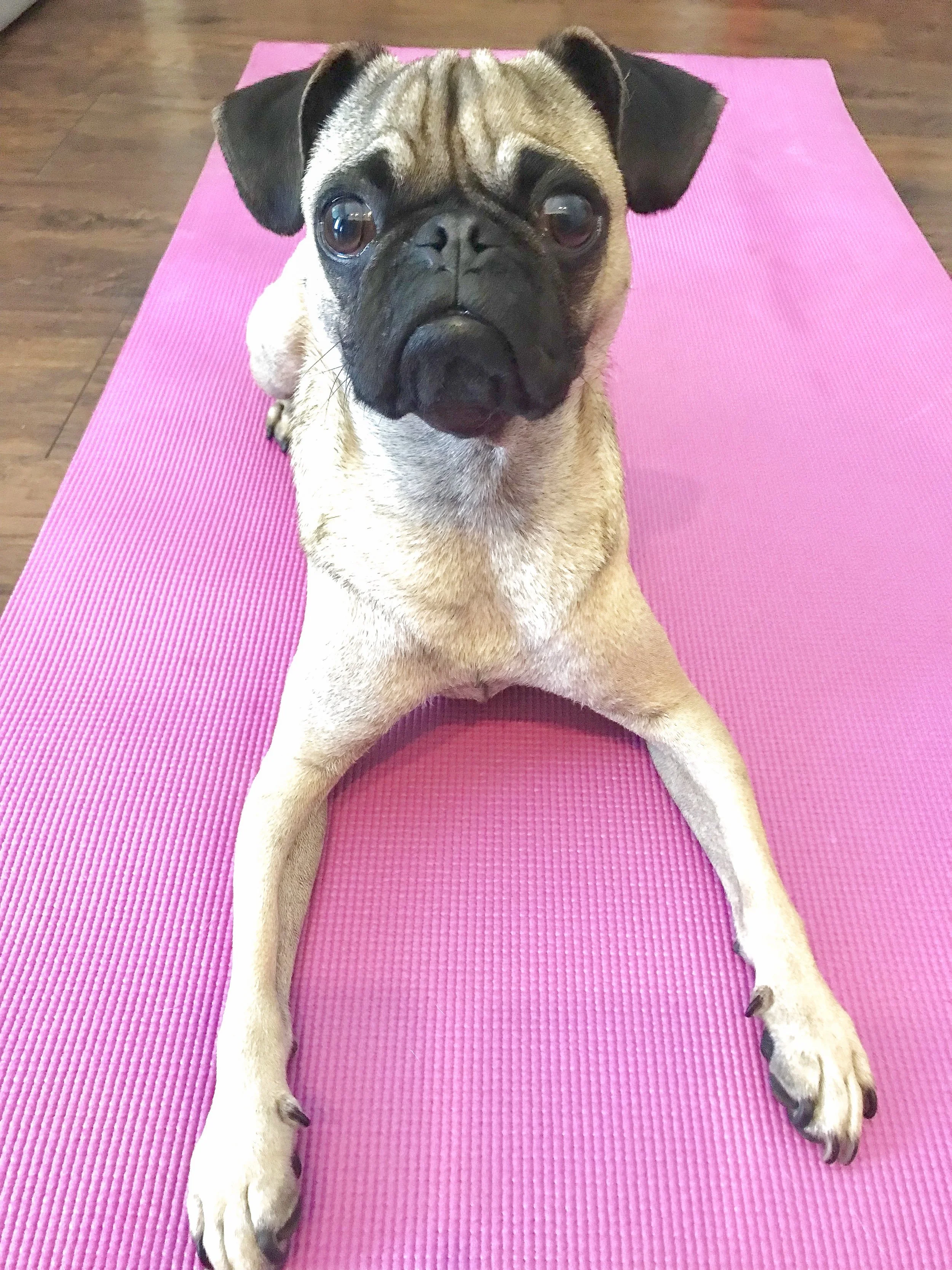 Jerry The Yogi