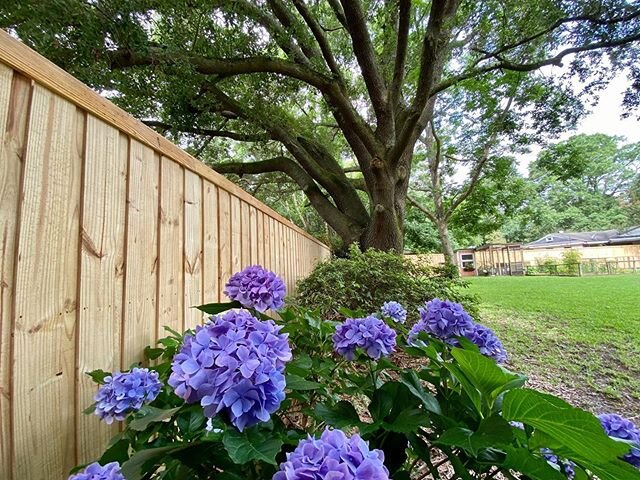 100% privacy with this style of fencing!  Accenting this lovely back yard on James Island. 🛠 @berikso  #charlestonconstruction #charlestonsc #charlestonbuilders #charlestonrealty #southernliving #explorecharleston