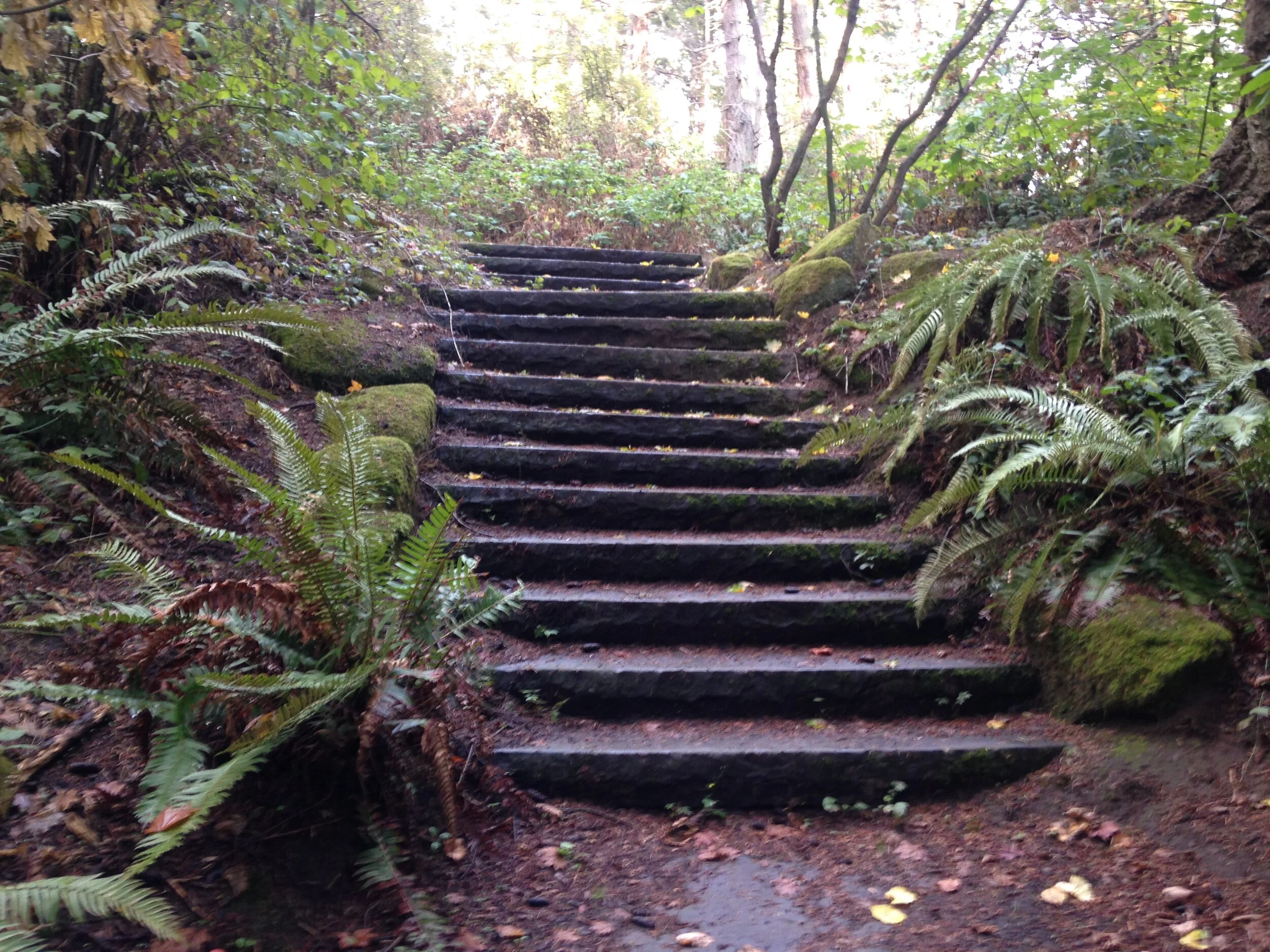 Gorgeous Bellingham Trails and Hikes