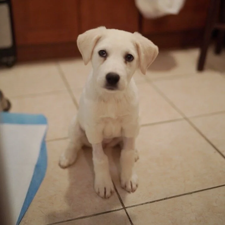 12 Days of Happy Tails: Meet Luna