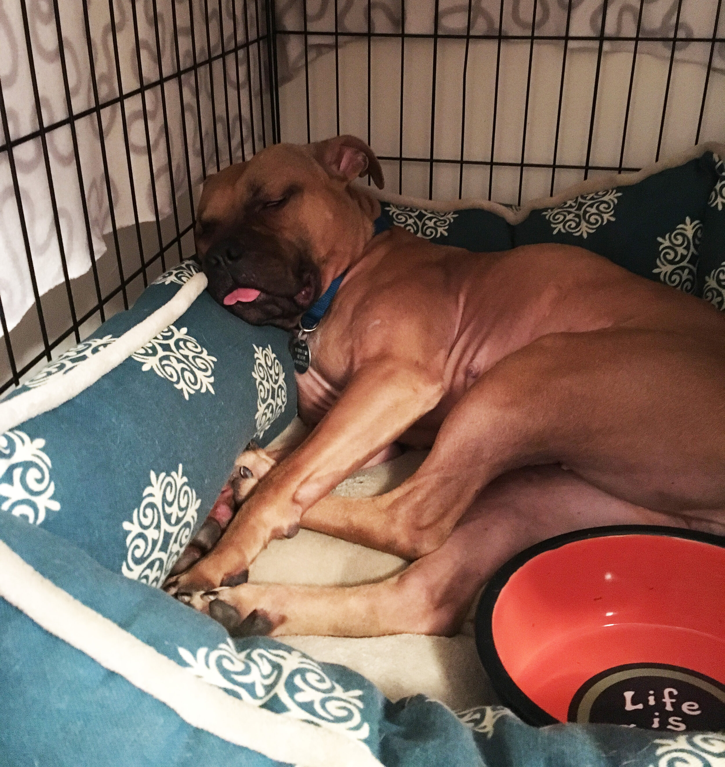 Your pup will be crate lounging in no time!