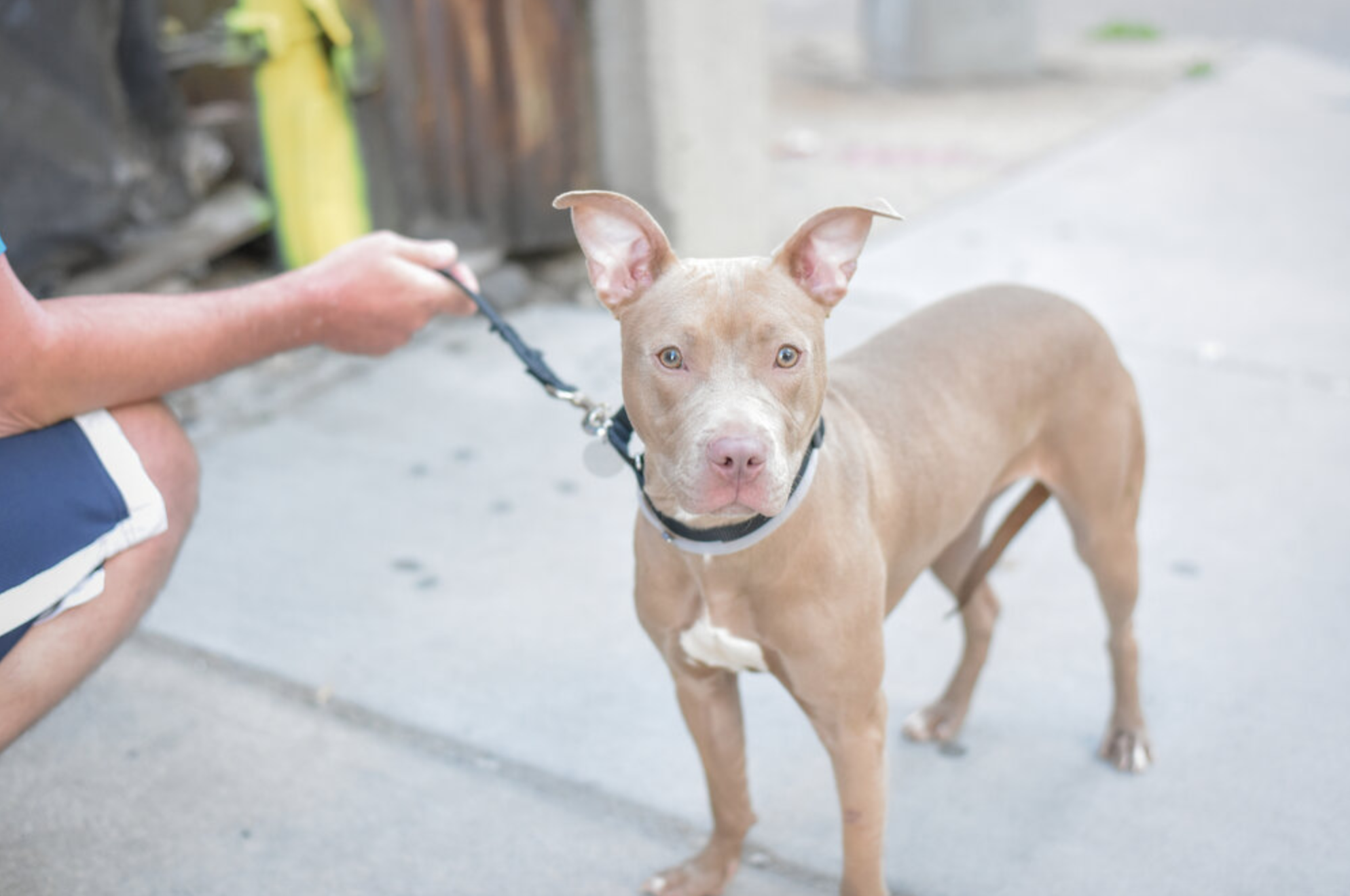 Rescue Pup Makes Miracle Recovery!
