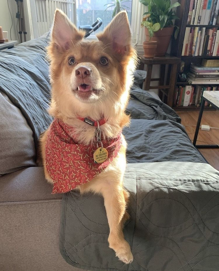 Happy Tails: Riddles