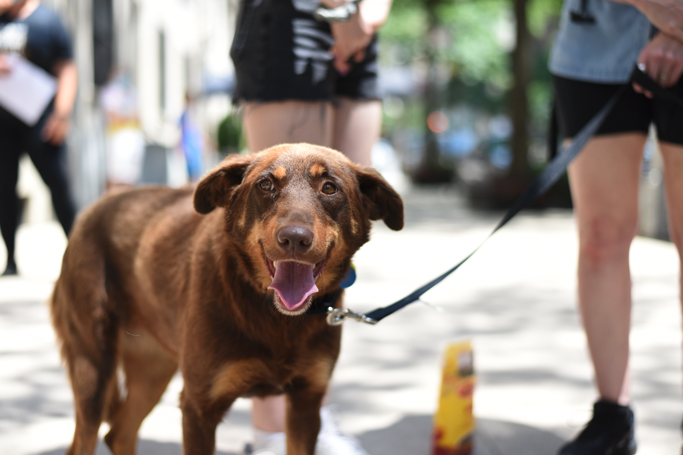 An COVID-19 Update from our Foster Team