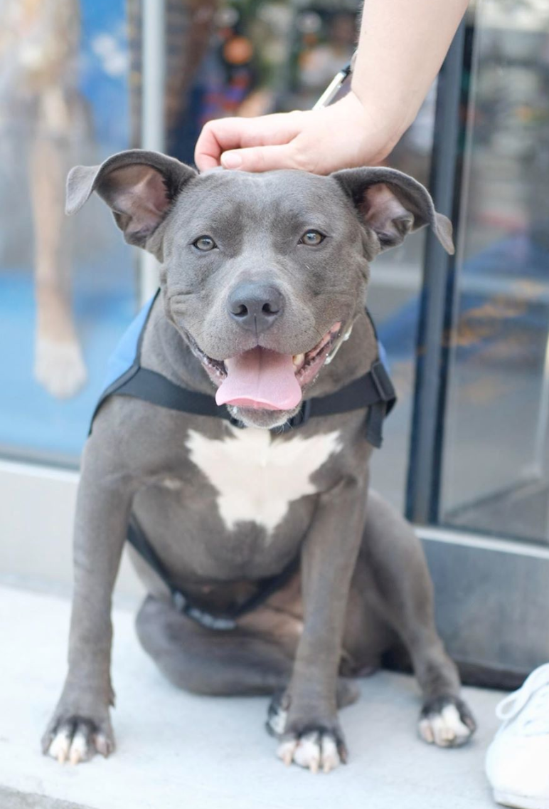 Pocket Pittie Rescue Pitbull Rehoming