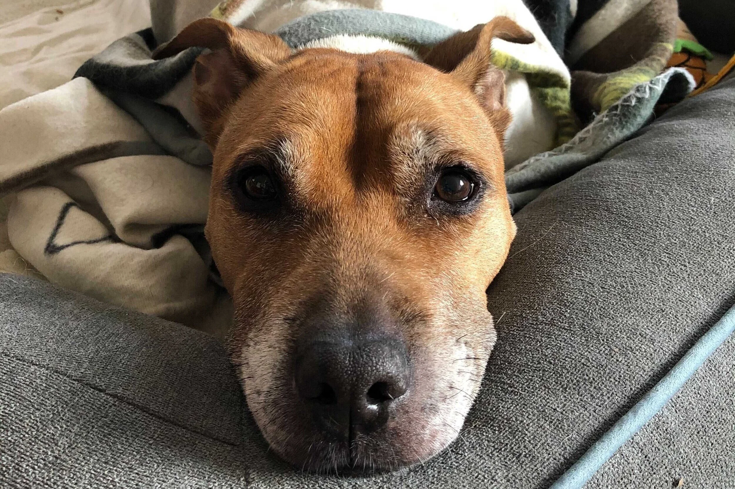 12 Days of Happy Tails: Meet Sunday!