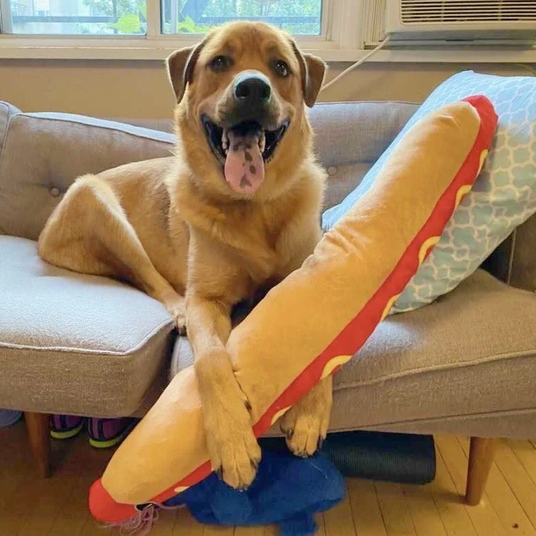 12 Days of Happy Tails: Meet Spud