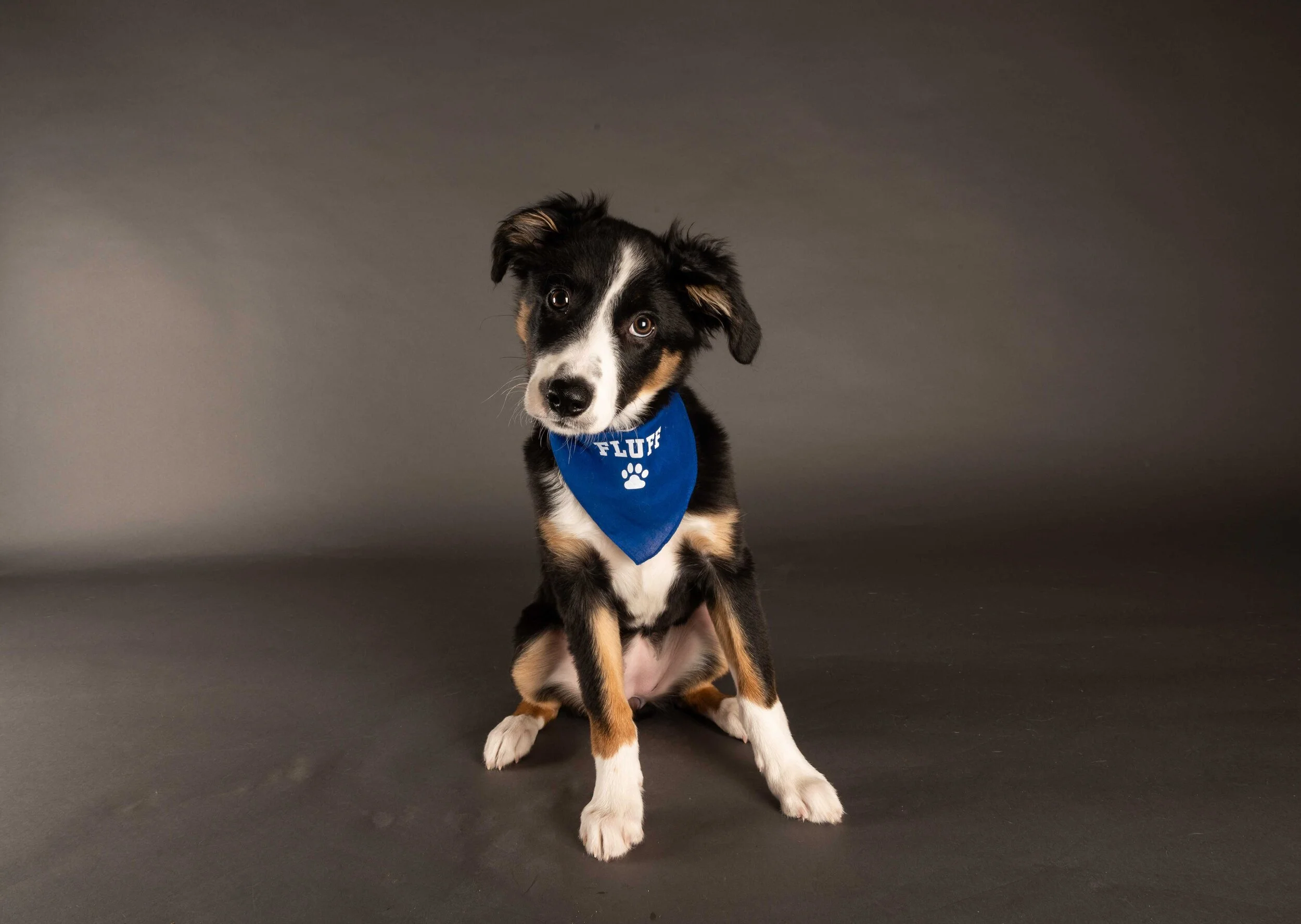 Muddy Paws Rescue Appears in Puppy Bowl XVII on Feb 7