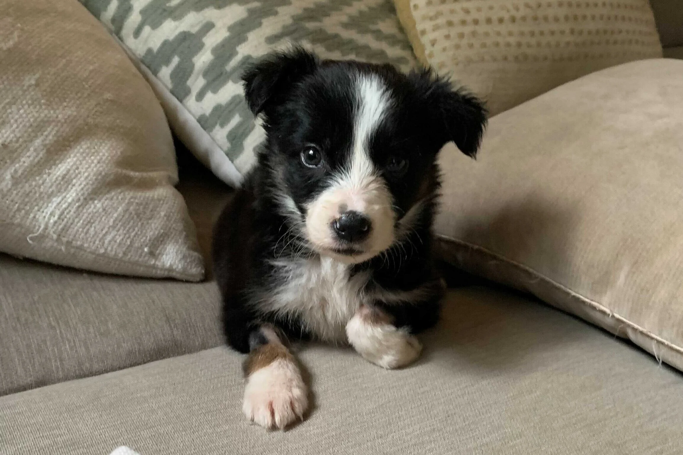 Vote for Muddy Paws Rescue Pup Erica in the 2021 Puppy Bowl!