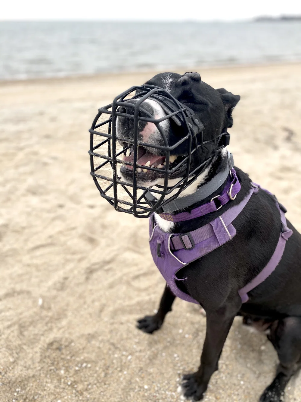 How Do You Condition A Dog With A Muzzle