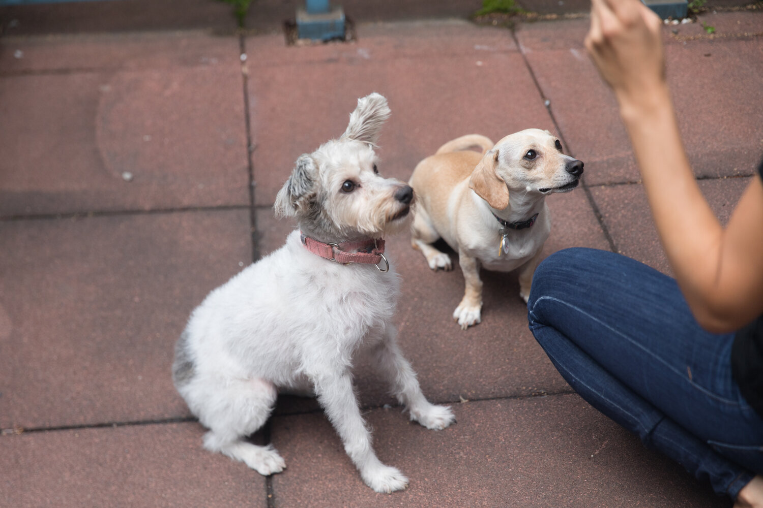 Muddy Paws Rescue: Providing Structure for Your Foster Dog